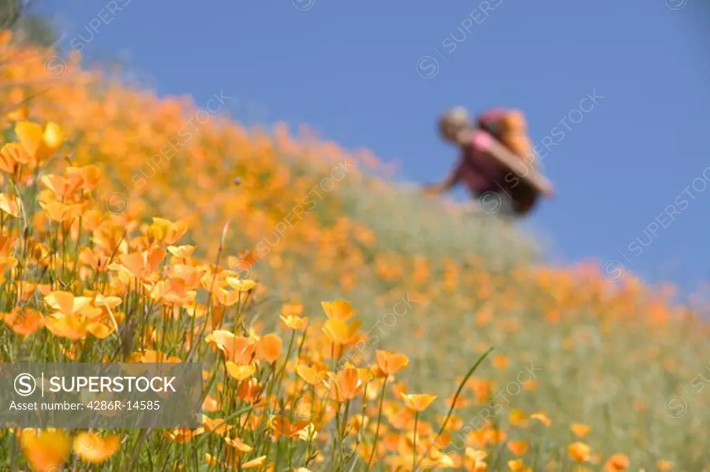 A blurry woman backpacking in spring flowers near Auburn, Ca.