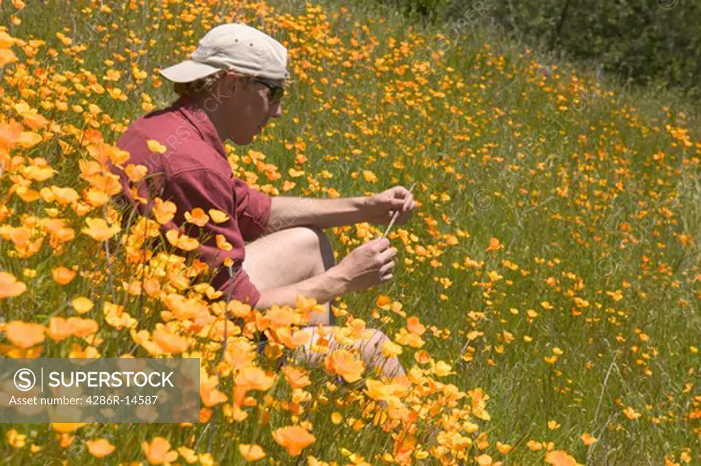 A man sitting in a field of flowers near Auburn, Ca.