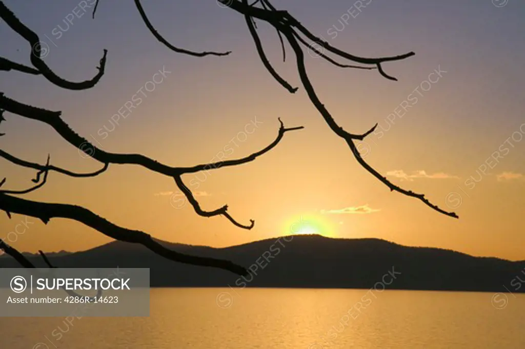 A silhouette of a dead tree on the east shore of Lake Tahoe at sunset.