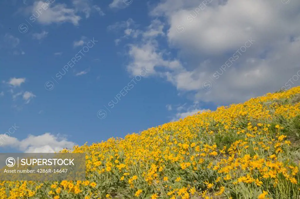 A hillside of yellow Mule's Ear's flowers in the Sierra mountains near Verdi Nevada.