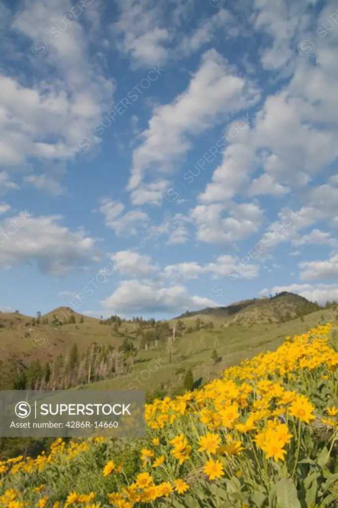 A hillside of yellow Mule's Ear's flowers in the Sierra mountains near Verdi Nevada.