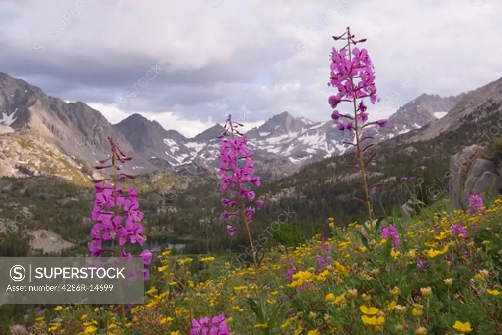 A Landscape of a Mountain Canyon with Purple and Yellow Flowers.