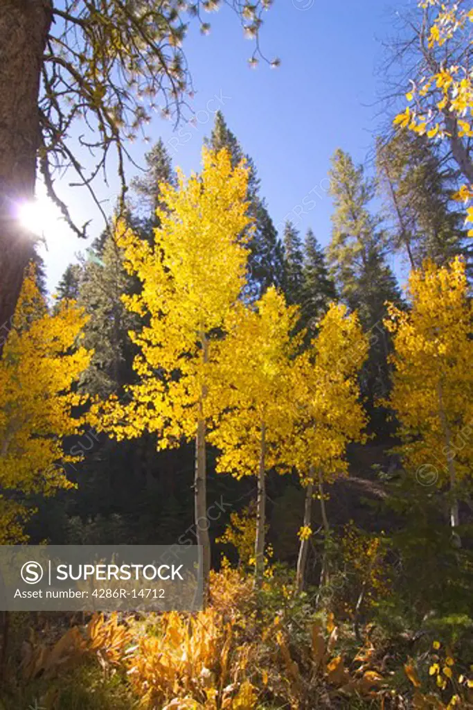A yellow Aspen tree and a sunburst