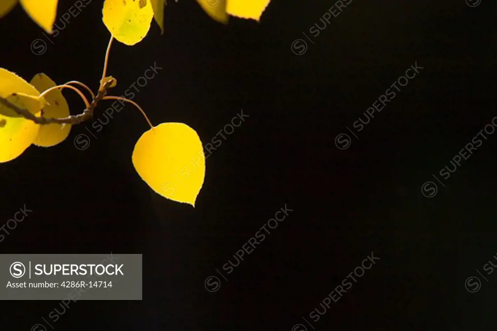 Yellow aspen leaves against a black background.