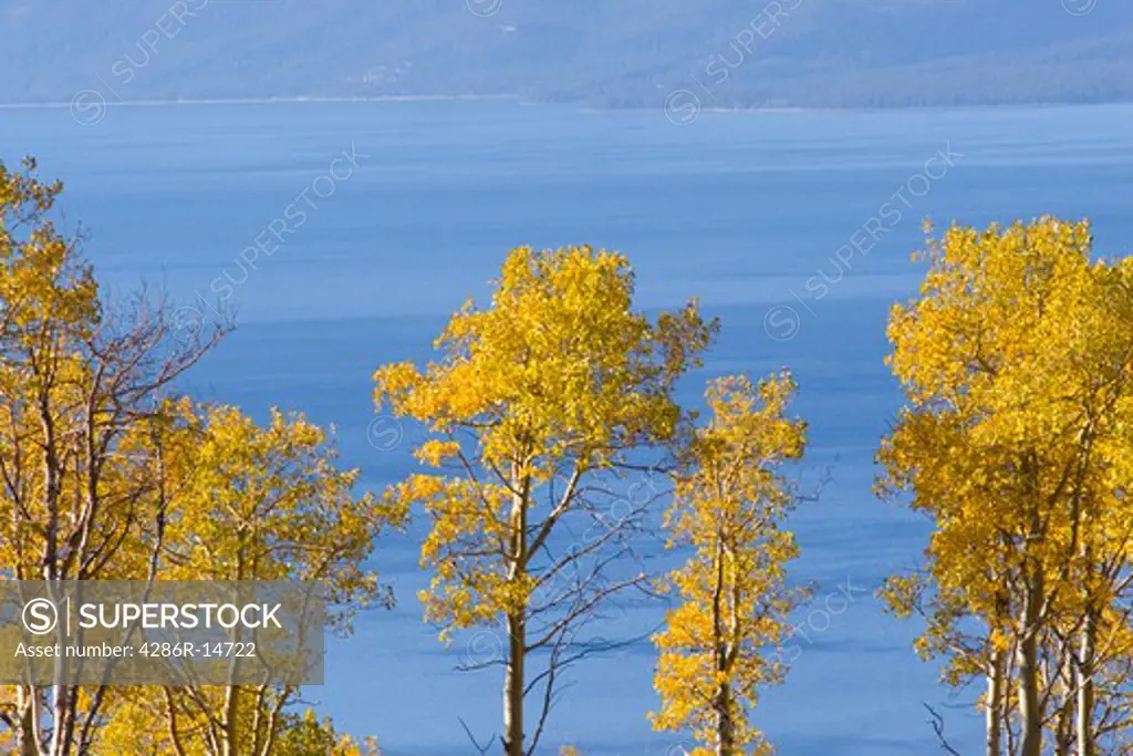 Yellow aspen trees above the north shore of Lake Tahoe, California.