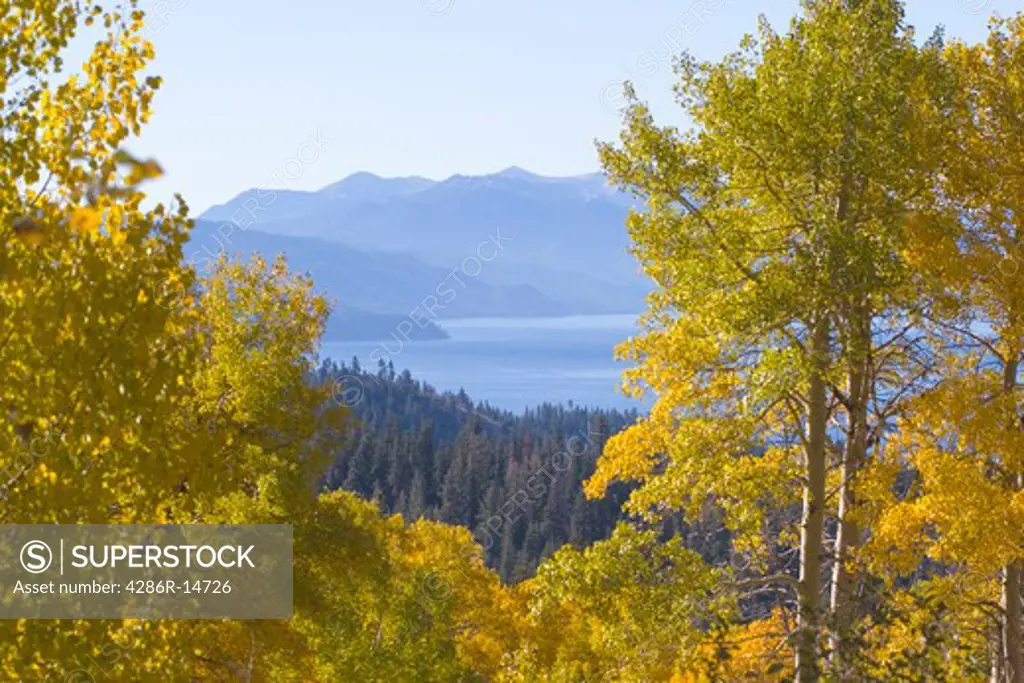Yellow aspen trees above the north shore of Lake Tahoe, California.