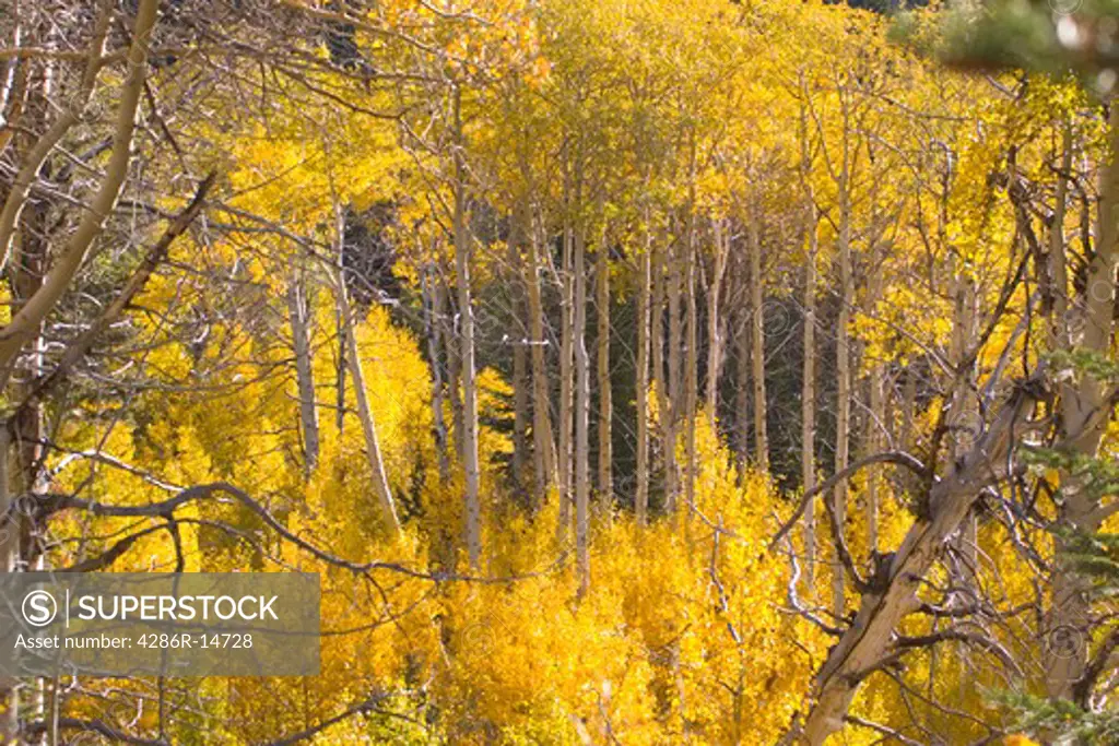 Yellow aspen trees near Lake Tahoe, California.