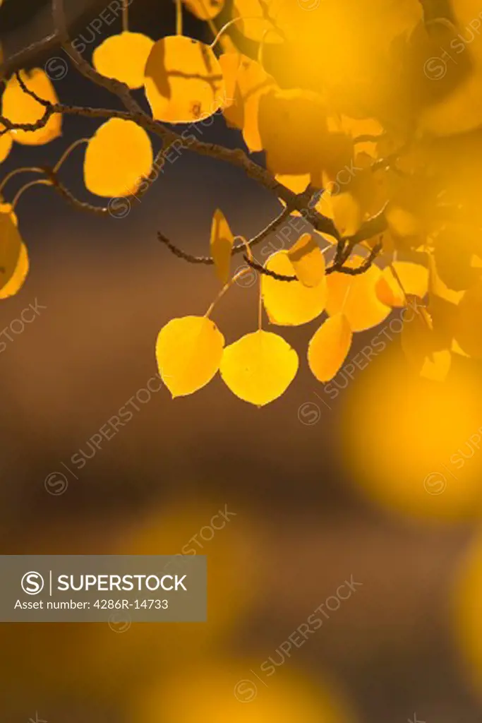 A close-up of yellow aspen leaves in the autumn.
