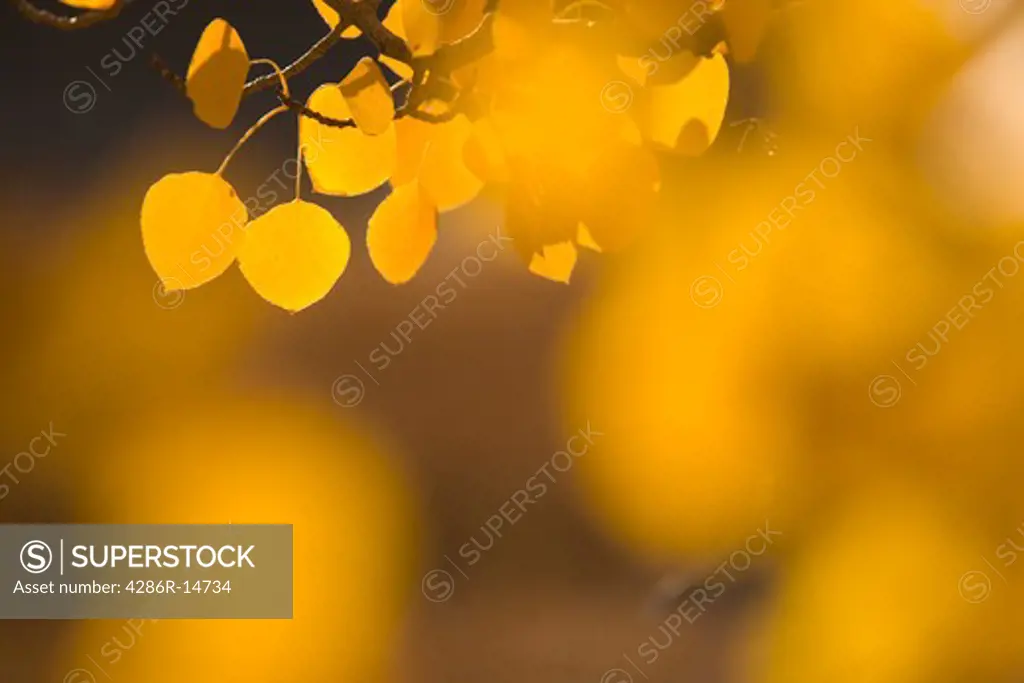 A close-up of yellow Aspen leaves in the autumn.