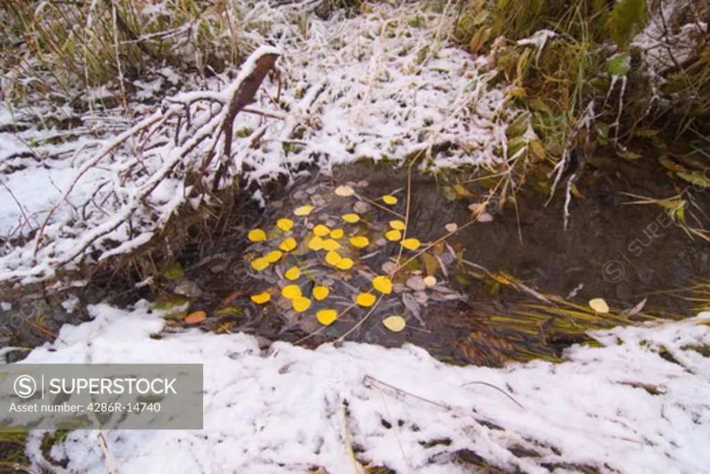 Yellow aspen leaves floating in a pool of water in a stream on a snowy autumn day.