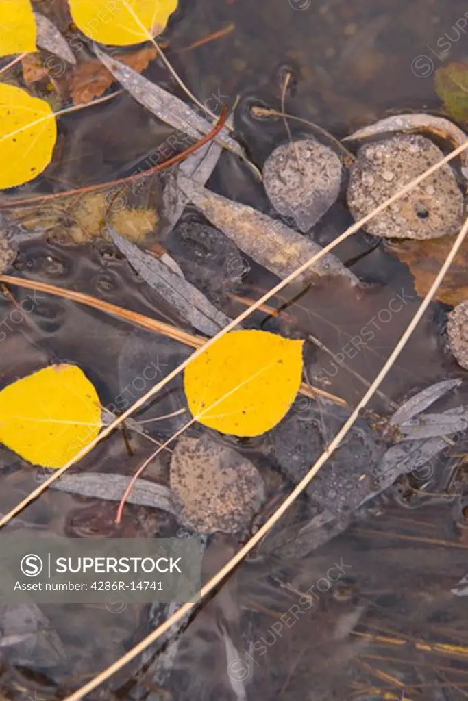 Yellow aspen leaves floating in a pool of water in a stream on an autumn day.