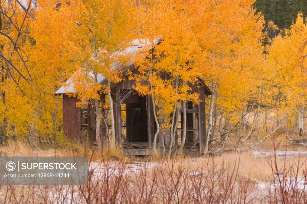 An old cabin in the snow surrounded by yellow aspen trees