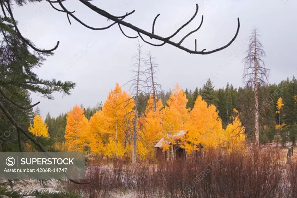 An old cabin in the snow surrounded by yellow aspen trees
