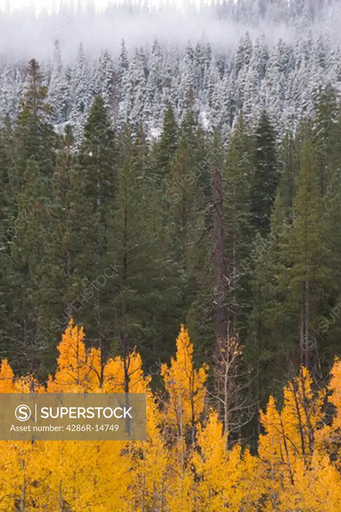 Snow on pines and yellow aspen trees on a cloudy autumn day near Truckee, California.