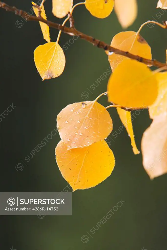 Rain drops on yellow aspen leaves near Truckee, California