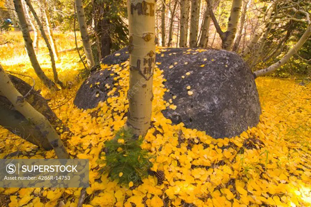 Yellow aspen leaves on a boulder near Hope Valley, California.