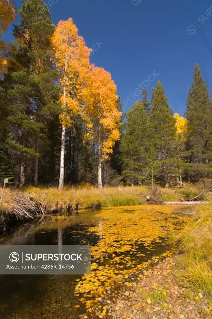 Aspen trees by a reflecting stream in the fall