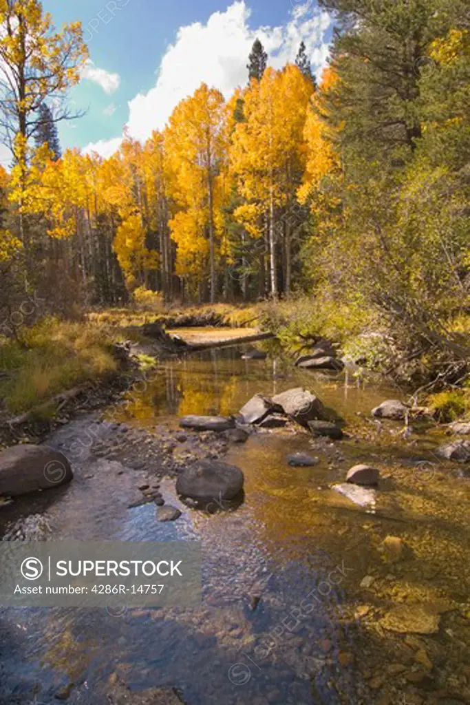 Aspen trees by a reflecting stream in the fall