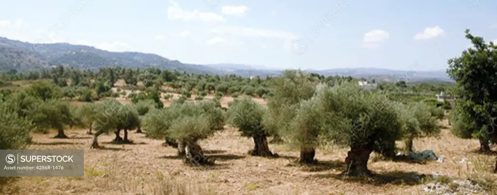 An olive grove in central Crete, Greece, at the height of summer. Olive oil production is a major industry in Greece.