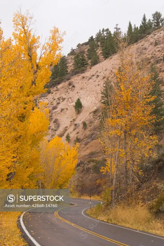 A wet road wiinding through yellow aspens in the fall near Markleeville, California.
