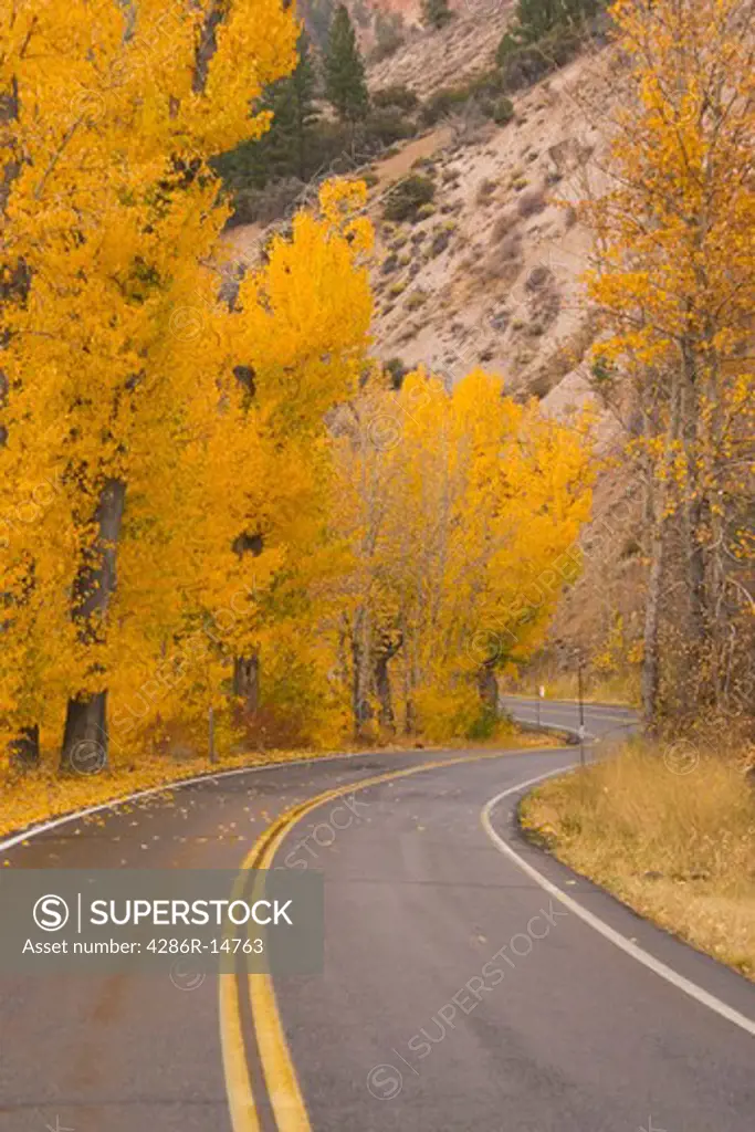 A wet road wiinding through yellow aspens in the fall near Markleeville, California.