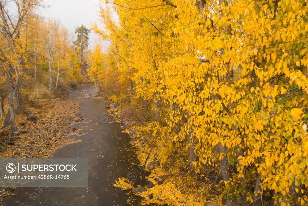 A stream wiinding through yellow aspens in the fall near Markleeville, California.