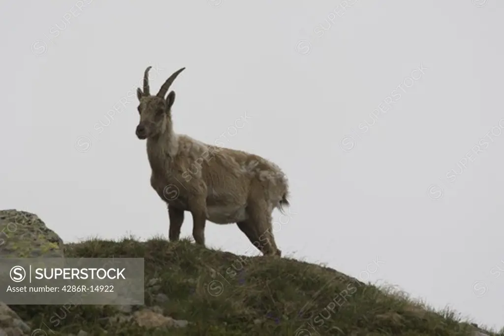 An Ibex in the Alps near Chamonix France