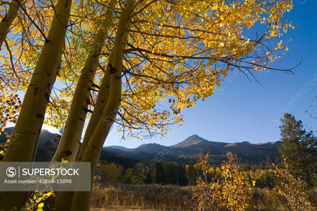 Aspens trees in fall color in Hope Valley California