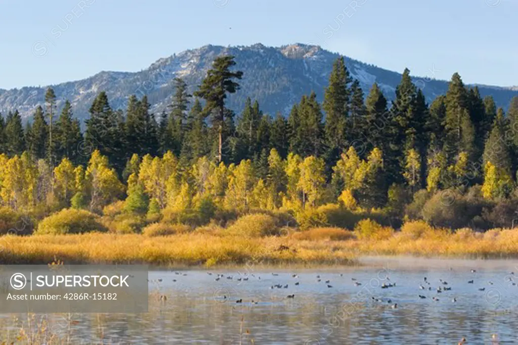 A mountain and yellow aspen trees reflecting in Lake Tahoe in California