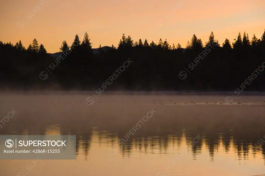 Evergreen trees reflecting in Donner Lake in the Sierra mountains at dawn