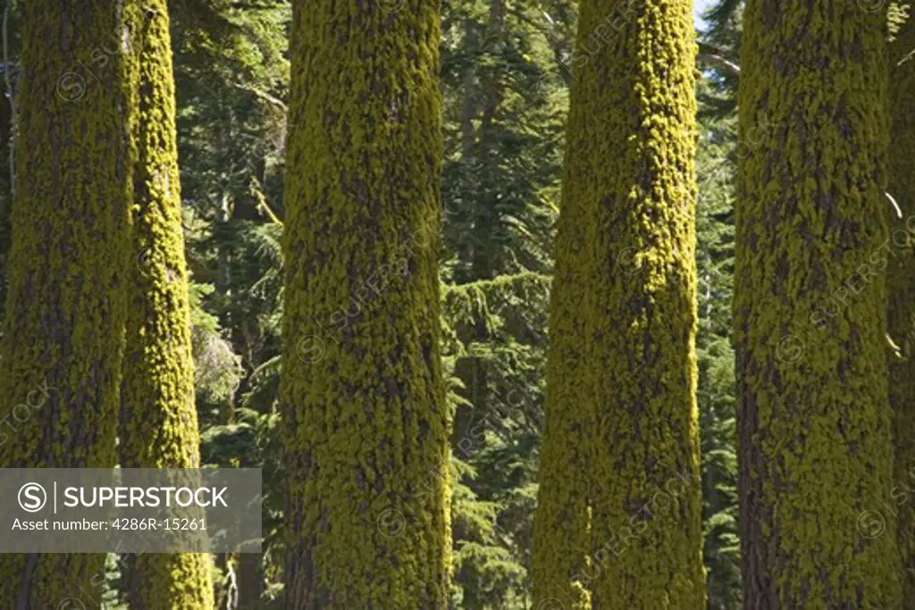 Fir trees covered with moss in the Sierra mountains near Lake Tahoe California