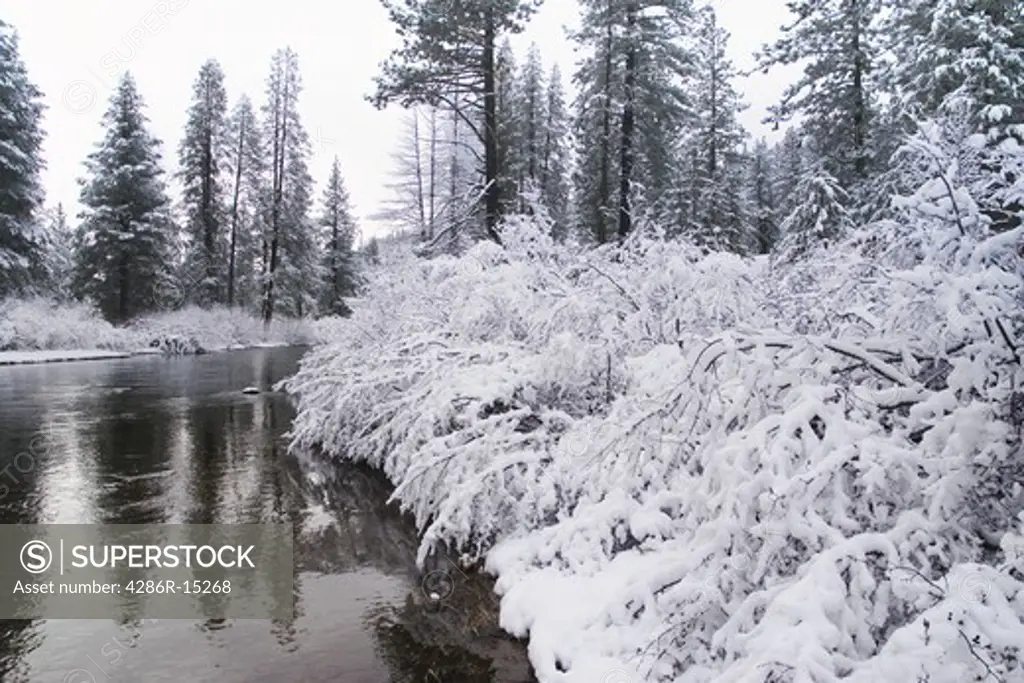 Snow on willow bushes in winter on the Truckee River in California