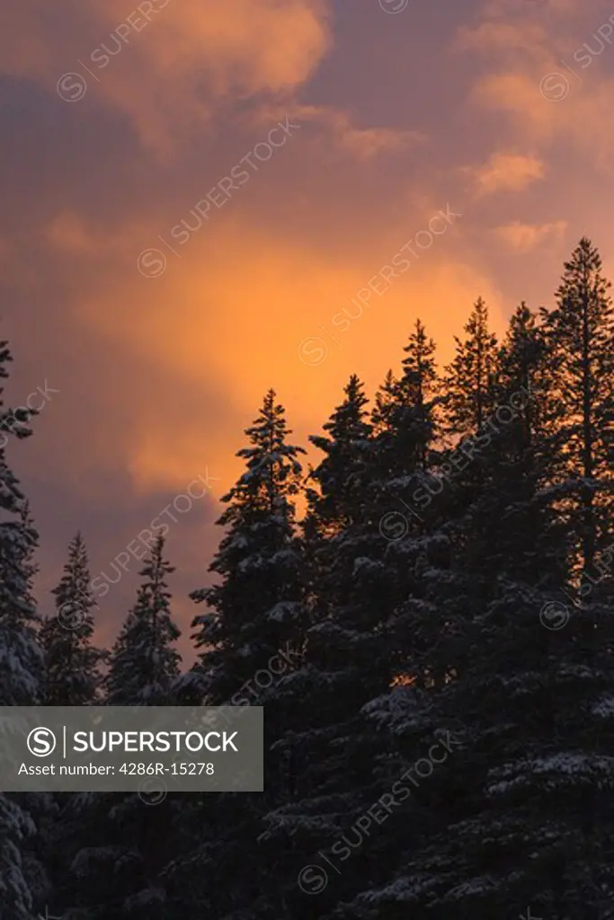 Silhouettes of trees at sunset over Donner Peak near Lake Tahoe in California.