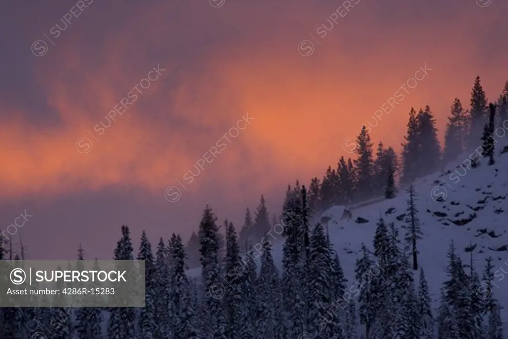 Silhouettes of trees at sunset over Donner Peak near Lake Tahoe in California.