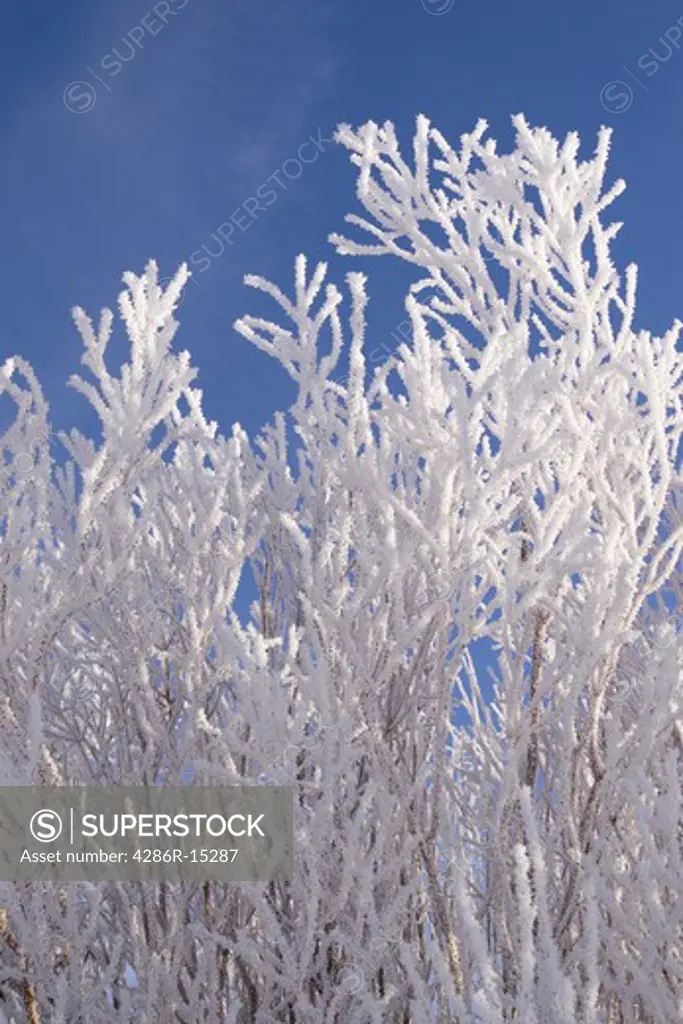 Willow branches covered with frost against a blue sky in the Martis Valley near Truckee California