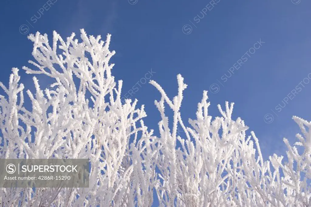Willow branches covered with frost against a blue sky in the Martis Valley near Truckee California