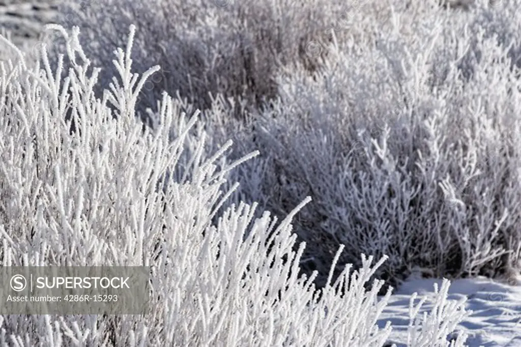 Willow bushes covered with frost in the Martis Valley near Truckee California