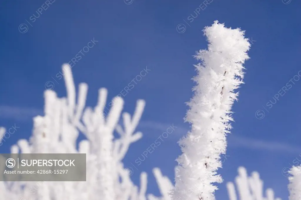 A closeup of willow branches covered with frost against a blue sky in the Martis Valley near Truckee California