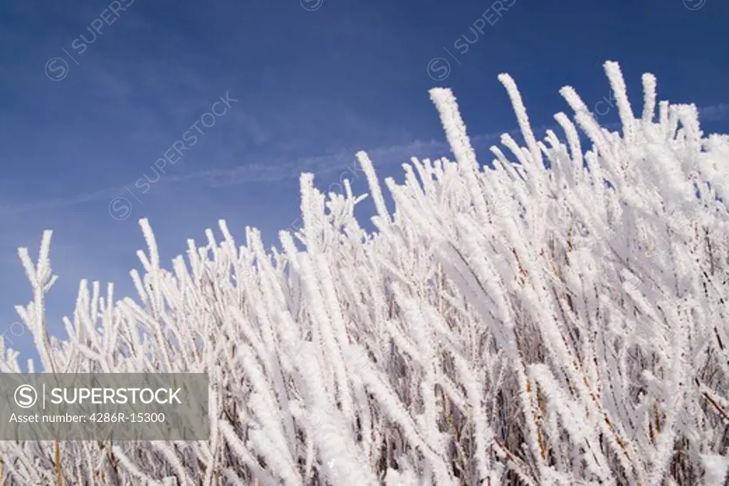 Willow branches covered with frost against a blue sky in the Martis Valley near Truckee California