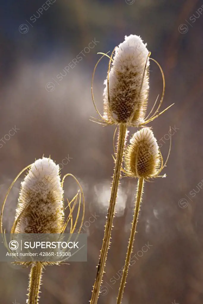 A close up photo of thistle heads covered with snow near the Truckee River in California