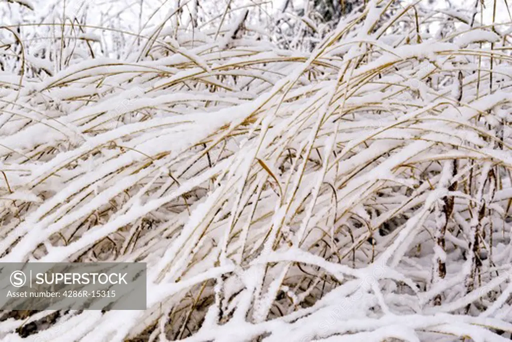 A close up photo of grasses covered with snow near the Truckee River in California