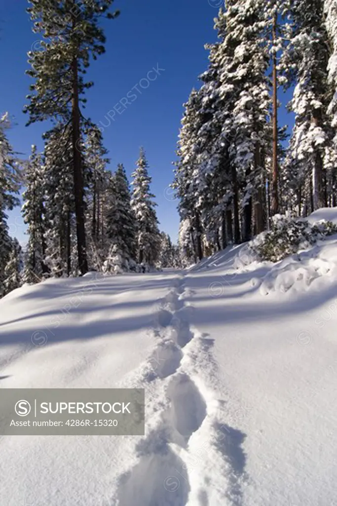 Footprints on a snowy road in the forest near Lake Tahoe in California.