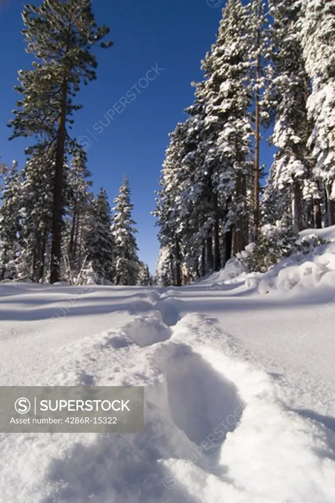 Footprints on a snowy road in the forest near Lake Tahoe in California.