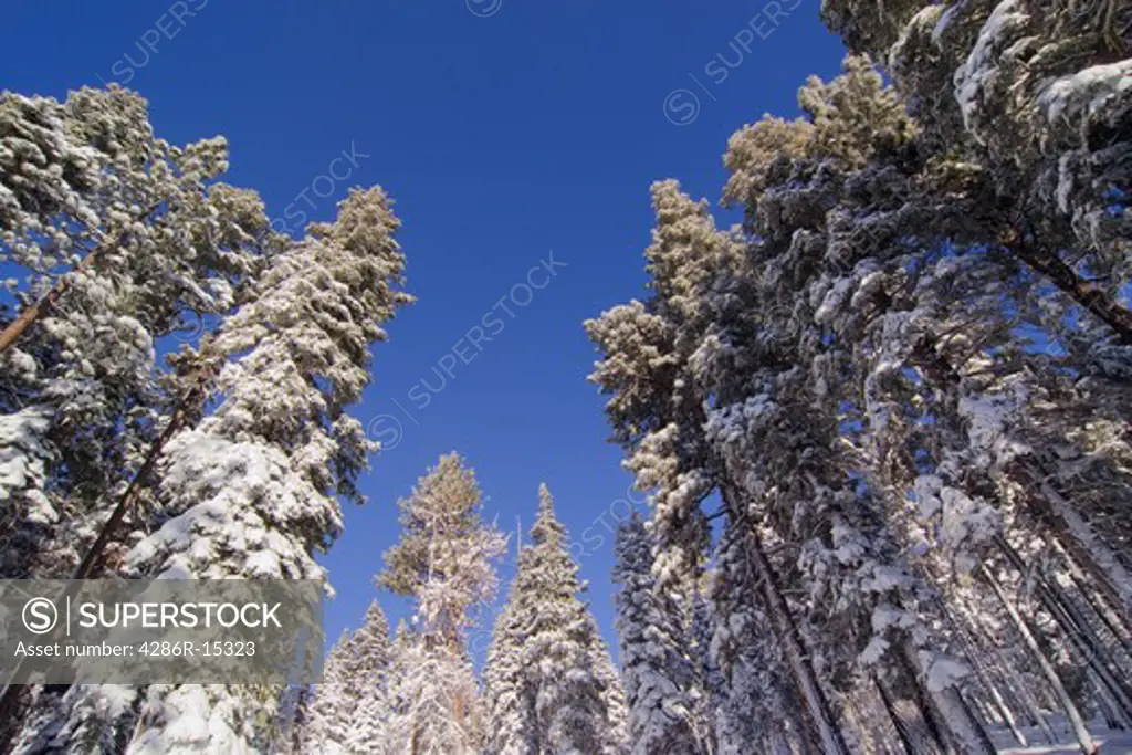 Snowy evergreen trees and a blue sky near Lake Tahoe in California.