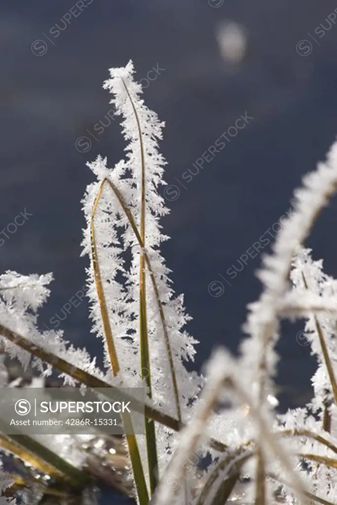 Frost on grass in the winter along the Truckee River in California