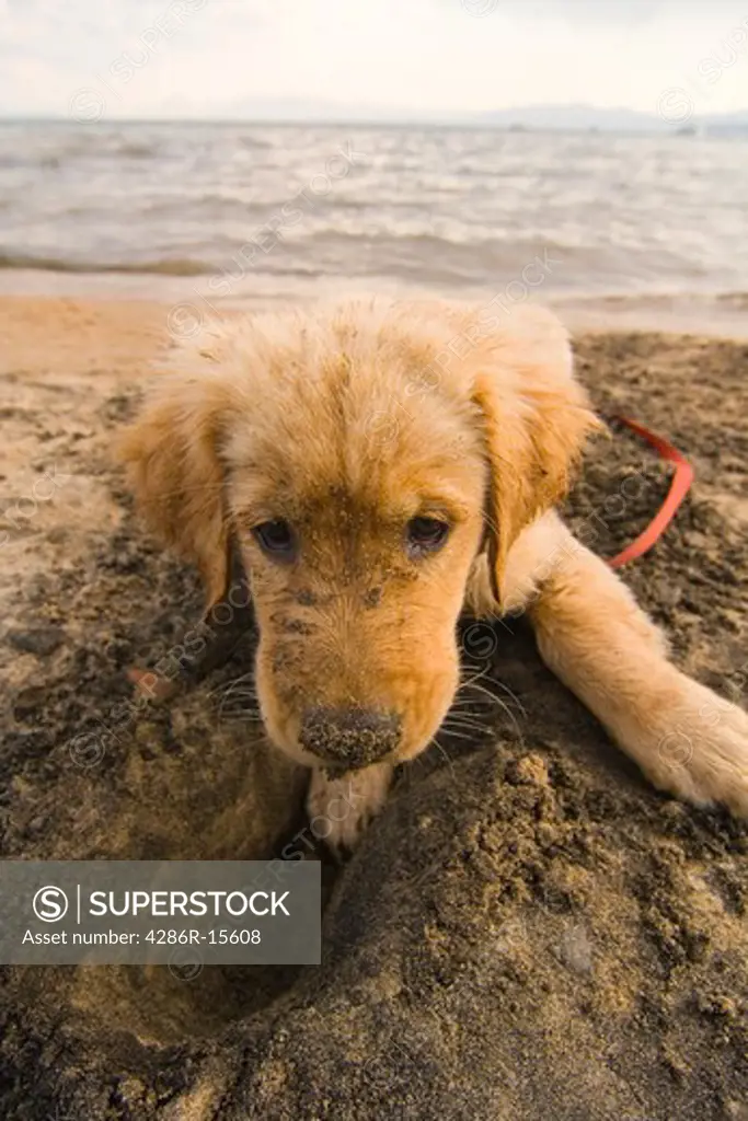 A golden retriever puppy on the beach at Lake Tahoe in California
