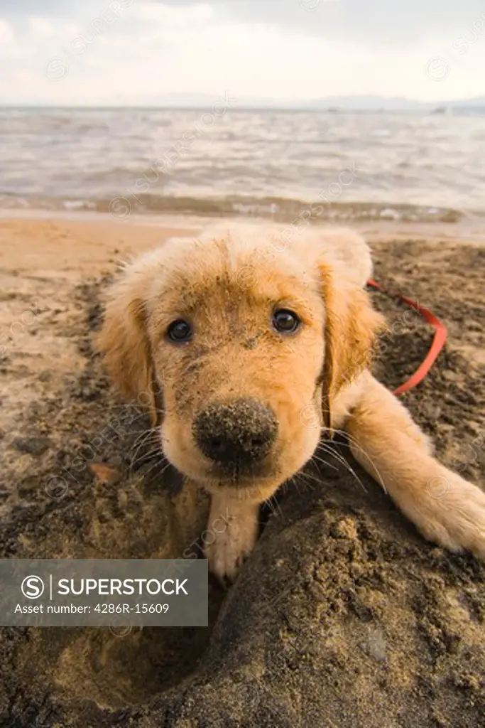 A golden retriever puppy on the beach at Lake Tahoe in California