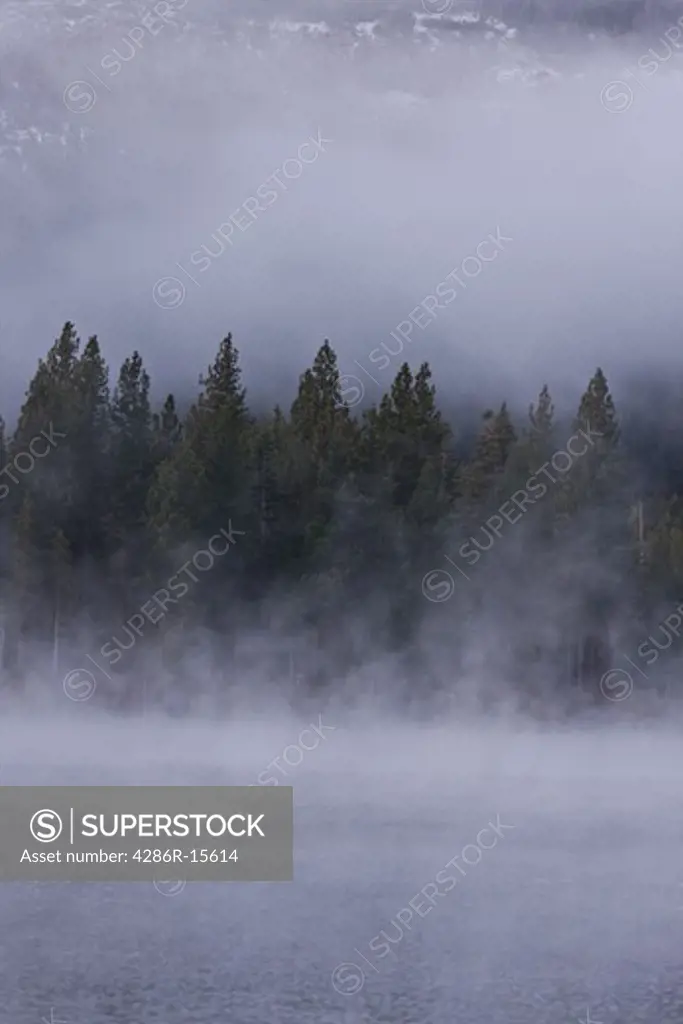 Evergreen trees and fog on Donner Lake in California