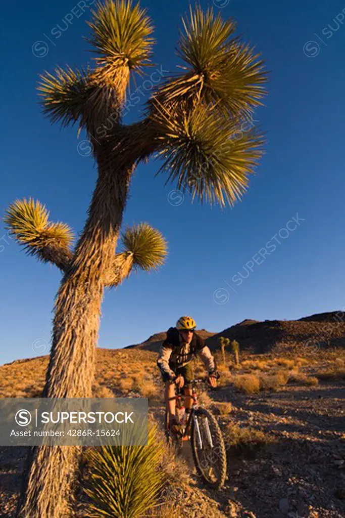 A biker riding by a Joshua Tree at sunset near Lone Pine in California