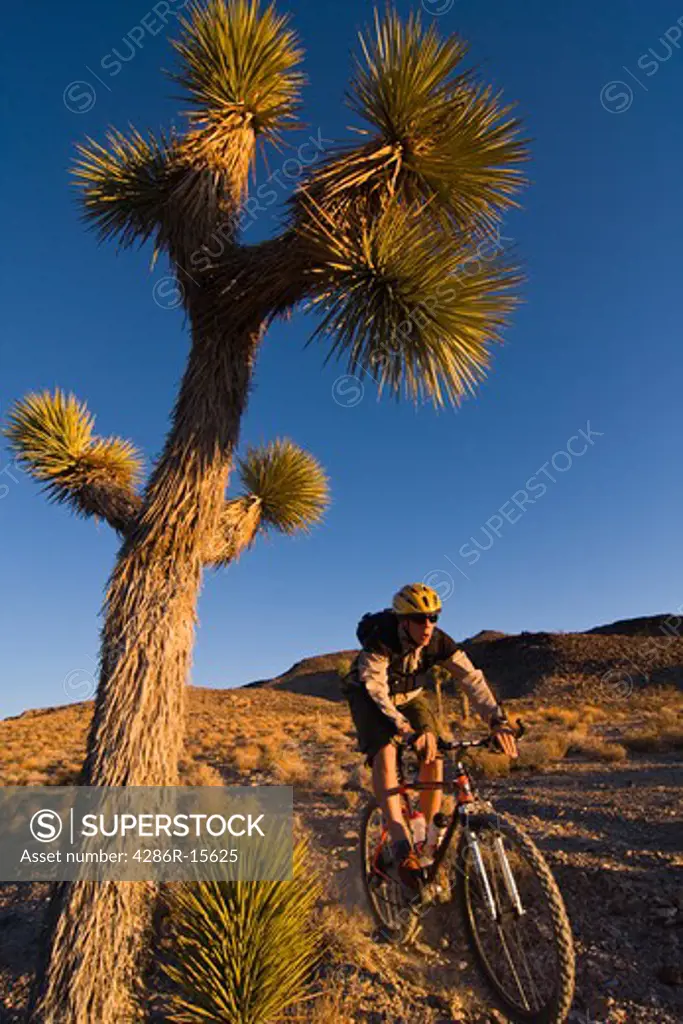 A biker riding by a Joshua Tree at sunset near Lone Pine in California